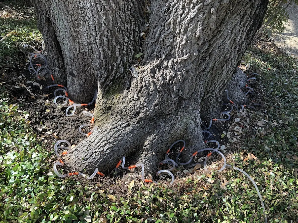 Detailed Tree Cabling and Bracing job site in Lincolnwood