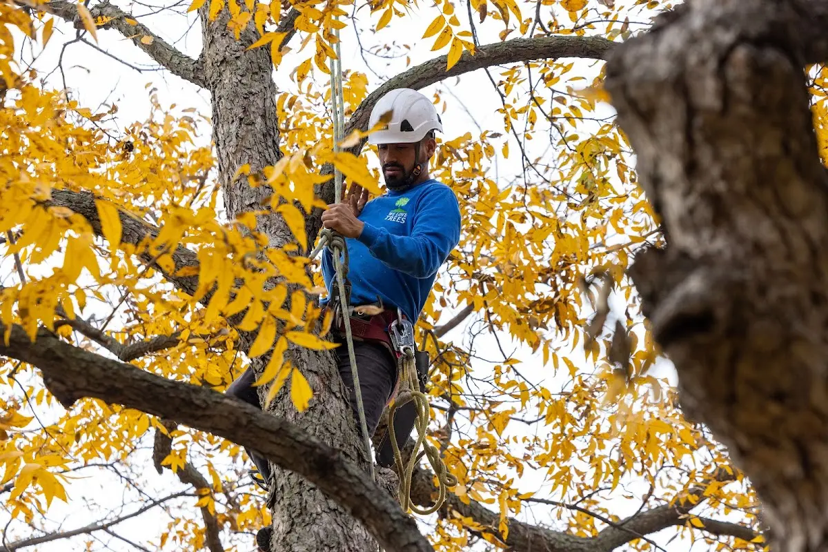 Skilled Storm Damage Cleanup crew working in Lincolnwood